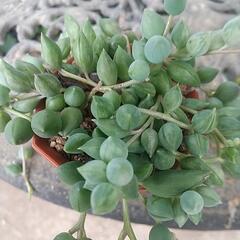 多肉植物 ピーチネックレスの画像