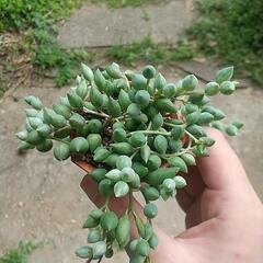多肉植物 ピーチネックレスの画像