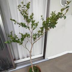 植木　サザンカ(山茶花)　160cm以上