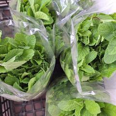 ミント大量