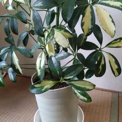観葉植物 シェフレラ斑入り(ふいり)の画像