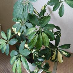 観葉植物 シェフレラ斑入り(ふいり)の画像