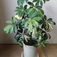 観葉植物 シェフレラ斑入り(ふいり)