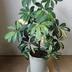 ランキングキーワードに紐づく投稿画像-観葉植物