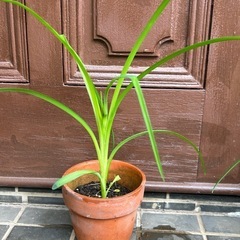 ★ 大岡山 ★ カンゾウ ★ 苗 ★ 鉢付の画像