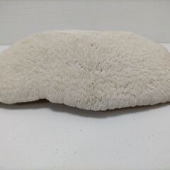 白珊瑚　インテリア　置物　白化珊瑚　クサビライシ スリバチサンゴ 250428-5Tの画像