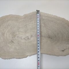 白珊瑚　インテリア　置物　白化珊瑚　クサビライシ スリバチサンゴ 250428-5Tの画像