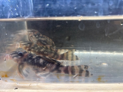 クイーンオブメガクラウンプレコ