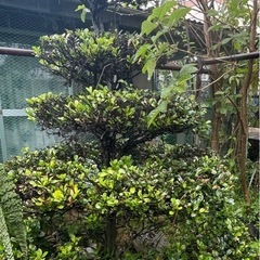 黒木の画像