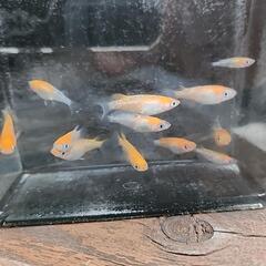 メダカ【紅白ラメ】¥500/10匹の画像