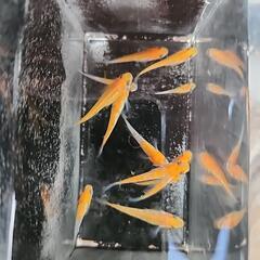 メダカ【紅白ラメ】¥500/10匹の画像