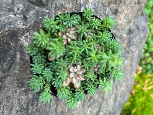 多肉植物セダムパリダム森村万年草 (RYS) 小竹向原の家庭用品