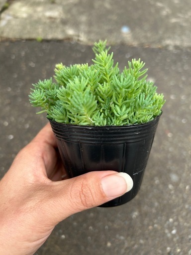 多肉植物セダムパリダム森村万年草 (RYS) 小竹向原の家庭用品