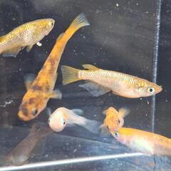 メダカ　　ミックスB