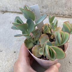 多肉植物　マルニエリアナの画像