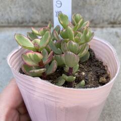 多肉植物　雅楽の舞の画像