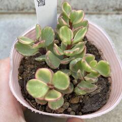 多肉植物　雅楽の舞の画像