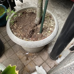 もみじの画像