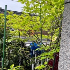 もみじの画像