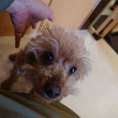 【募集停止】元気なトイプードルの女の子ランちゃんの家族募集 - 犬