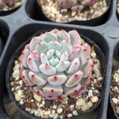 多肉植物の画像