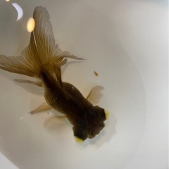 金魚・黒竜・2000円・魅力ある一品です・出目金ではありません、黒竜と言う品種になりますの画像