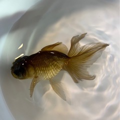 金魚・黒竜・2000円・魅力ある一品です・出目金ではありません、黒竜と言う品種になりますの画像