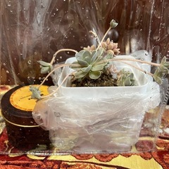 多肉植物とBEESWAXキャンドル