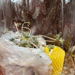 多肉植物とBEESWAXキャンドル