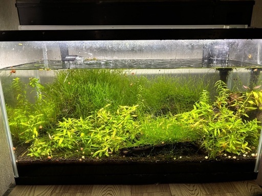 60cm水槽・流木水草付きフルセット