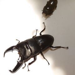 パラワンオオヒラタクワガタ成虫ペア