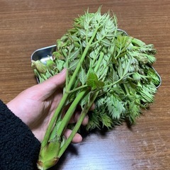 【完売御礼！】
モチタラ100gの画像