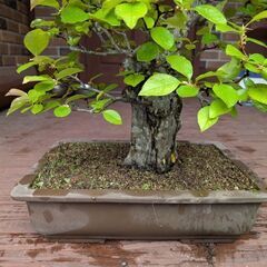再度値下げしました カリンの盆栽3