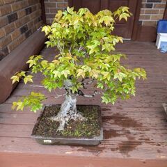 ココスヤシ超シルバーリーフ 【配送・植え込み対応OK！引き取り