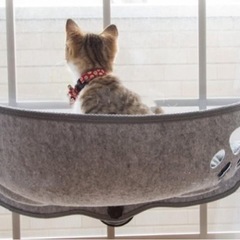 猫　ハンモック