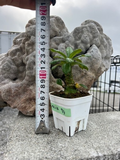 ドルステニアギガス沖縄実生株 (C.D.Garden) 島尻のその他の中古