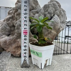 ドルステニアギガス 沖縄実生 | mana's green:塊根植物販売|マナ