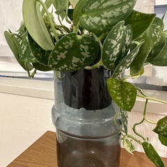 観葉植物