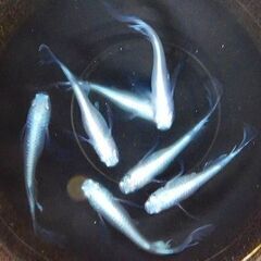 ①改良メダカ・松井ヒレ長みゆきが産んだ幼魚～若魚　10匹【手渡し...