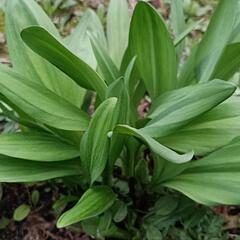 我が家の行者にんにく🌱