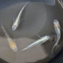 【サービス価格】メダカ 藤煌 4匹セット 1000円⇒500円 【無人販売】の画像