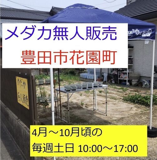 メダカ 藤煌 4匹セット 1000円 【無人販売】 (koda) 三河八橋の メダカ 藤煌 4匹セット 1000円 【無人販売】 (koda) 三河八橋の