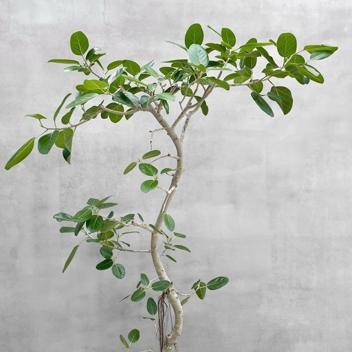 観葉植物 フィカス ベンガレンシス