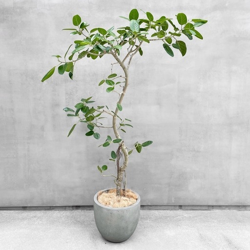 観葉植物 フィカス ベンガレンシス