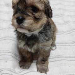 トイプードル✖️チワワMIX🐶ちゃん生まれてます♥