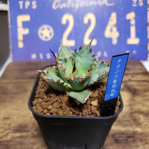 アガベチタノタ皇冠狂刺