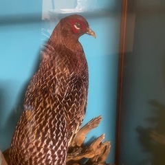 秩父産山鳥はく製