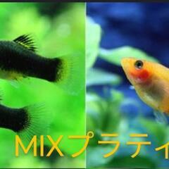 人気の！熱帯魚🐠色々MIXプラティー③🐟メダカ水槽に❗