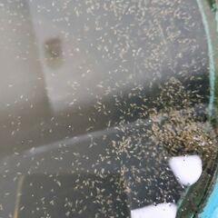 タイリクミジンコ　　生き餌　　めだか　メダカ　エサの画像