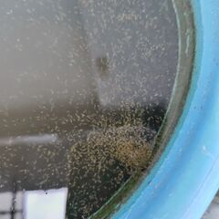 タイリクミジンコ　　生き餌　　めだか　メダカ　エサの画像
